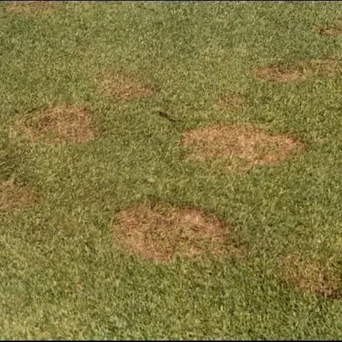 thumbnail for publication: Pythium Blight on Overseeded Turfgrass